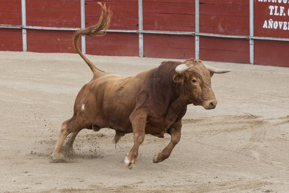 A bull in a novillada without picadors