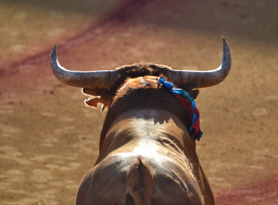 Experience bullfighting